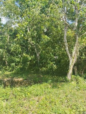 Terreno en Muyil a minutos del nuevo aeropuerto y Tren Maya