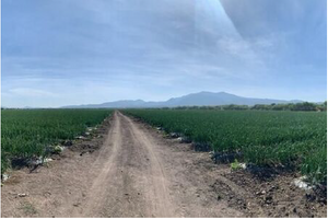 50 Has Terreno Industrial - Agrícola