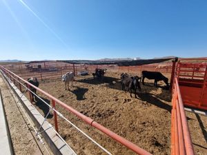 RANCHO EN VENTA, 4,000 Has, CHIHUAHUA, MX.