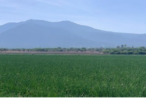 50 Has Terreno Industrial - Agrícola