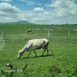 Terreno en Venta, Autopista México-Querétaro