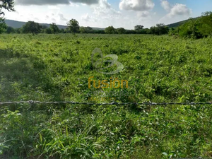 Terrenos en Venta Rancho El Pensamiento Fracc Las Cañadas Aldama Tamaulipas