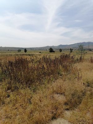 TERRENO EN  RENTA COYOTEPEC