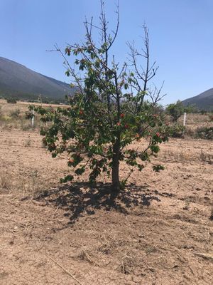 Terreno en Fraccionamiento Campestre Dos Encinas