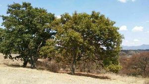 TERRENO EN ORATORIOS, VILLA DEL CARBÓN