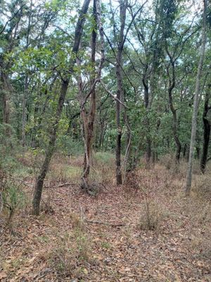 TERRENO EN LOS GONZÁLEZ VILLA DEL CARBÓN