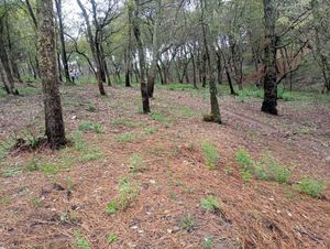 TERRENO EN SAN MARTÍN CACHIHUAPAN VILLA DEL CARBÓN