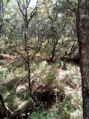 VENDO TERRENO EN VILLA DEL CARBON