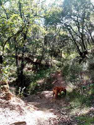 VENDO TERRENO EN VILLA DEL CARBON