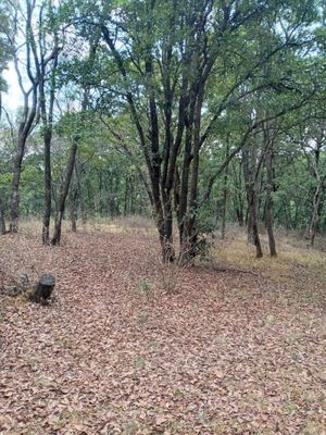 TERRENO EN LOS GONZÁLEZ VILLA DEL CARBÓN