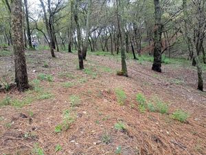 TERRENO EN SAN MARTÍN CACHIHUAPAN VILLA DEL CARBÓN