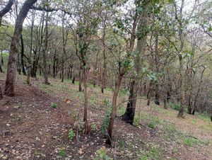 TERRENO EN SAN MARTÍN CACHIHUAPAN VILLA DEL CARBÓN