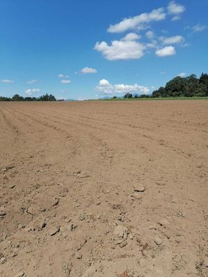 TERRENO DE UN HECTÁREA EN EL CASTELLANO