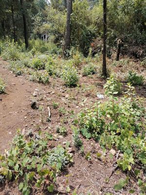 TERRENO EN VENTA, CERRO GORDO, VALLE DE BRAVO