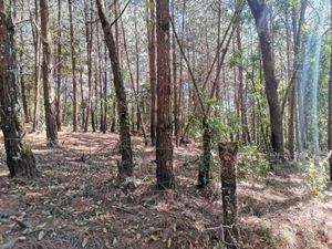 TERRENO EN VENTA CERRO GORDO, VALLE DE BRAVO