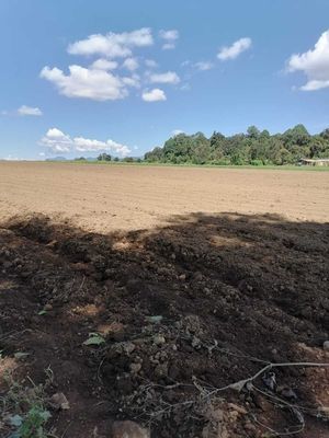 TERRENO DE UN HECTÁREA EN EL CASTELLANO