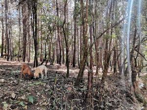 TERRENO EN VENTA CERRO GORDO, VALLE DE BRAVO