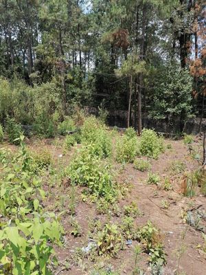 TERRENO EN VENTA, CERRO GORDO, VALLE DE BRAVO