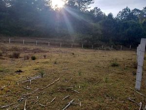 TERRENO PLANO CON VISTA AL BOSQUE EN CUADRILLA DE DOLOR CERCA DE RANCHO AVÁNDARO