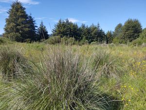 TERRENO EN VENTA, EL FRESNO, VALLE DE BRAVO