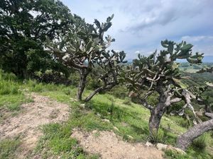 Terreno en Venta en San Luis Anáhuac (Toriles) Villa del Carbón