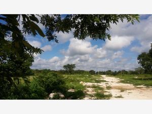 Terreno en Venta en Calotmul Calotmul