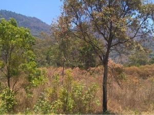 Terreno en Venta en El Limón (El Limoncito) Tzitzio