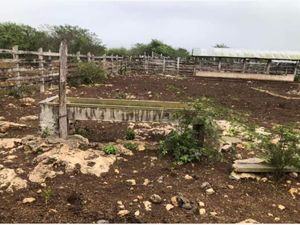 Finca/Rancho en Venta en Cenote Yalsihón Buena Fe Panabá