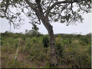 Finca/Rancho en Venta en Cenote Yalsihón Buena Fe Panabá