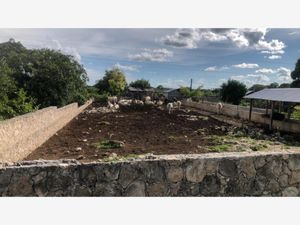 Finca/Rancho en Venta en Dzonot Carretero Tizimín