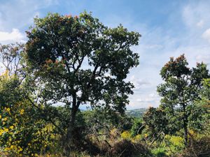 Terreno en Venta en Campestre Haras Amozoc