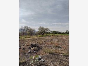 Terreno en Venta en Miguel Hidalgo Temixco