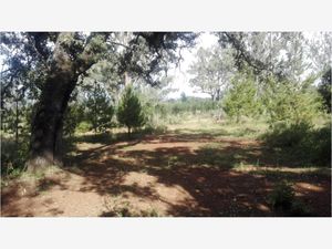 Terreno en Venta en Huasca de Ocampo Centro Huasca de Ocampo