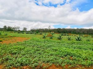 Terreno en Venta en Huasca de Ocampo Centro Huasca de Ocampo