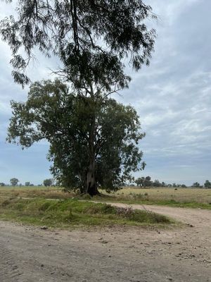 MAGNIFICO TERRENO PARA SIEMBRA 193 HECTAREAS