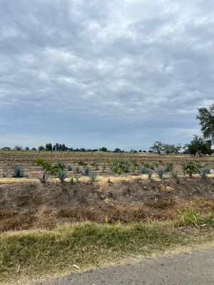 MAGNIFICO TERRENO PARA SIEMBRA 193 HECTAREAS