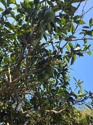 TERRENO EN ESQUINA CON PLANTIO DE LIMONES  EN YOBAIN, YUCATÁN