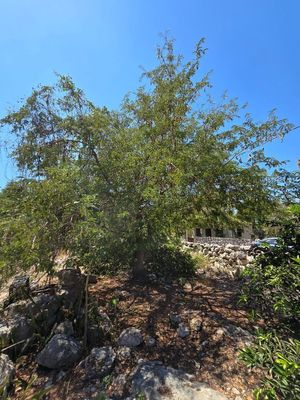 TERRENO EN ESQUINA CON PLANTIO DE LIMONES  EN YOBAIN, YUCATÁN