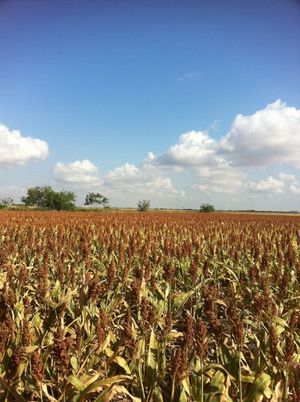 Se vende rancho agrícola Matamoros San Fernando tamaulipas