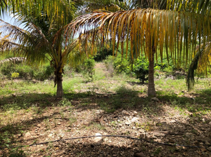 Terreno en carretera Mérida-Cancún con  comederos, cobertizos, casa de empleado