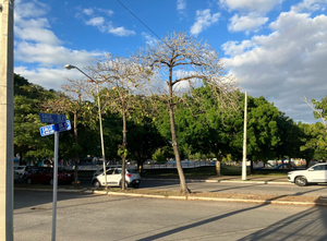 Casa en avenida, 5 habits, terraza superior panorámica,