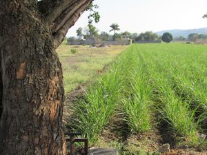 Terreno en VENTA en YAUTEPEC, Morelos.