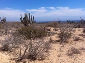 TERRENO AGUA BLANCA- TODOS SANTOS