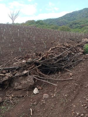 Terreno en Venta en Pihuamo Jalisco, Predio Rustico "La Enrramada"