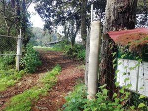 BOSQUE DE 59.5  HECTAREAS CERCA DE PATZCUARO