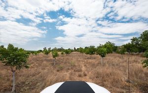 Rancho  con àrboles de Nogal en Querètaro.