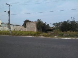 TERRENO EN RENTA EUCALIPTOS BRUNO PAGLIAI VERACRUZ