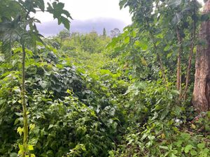 RENTA TERRENO EN MAZAMITLA JALISCO