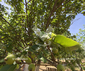 Venta de Granja - Casa de Campo- Huerta