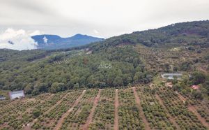 Huerta de aguacate , La Cotija Michoacan